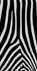 Black and white zebra skin vector pattern