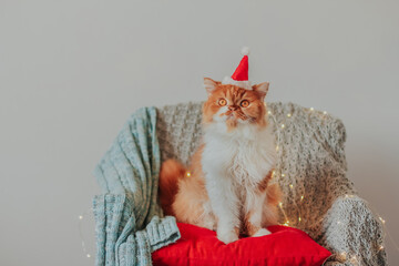 A fluffy ginger cat in a santa claus hat sits on a chair covered with a knitted blanket and a Christmas garland.