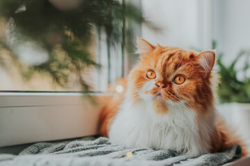 A ginger fluffy cat sits on a knitted bedding by the window, surrounded by branches of a Christmas tree.