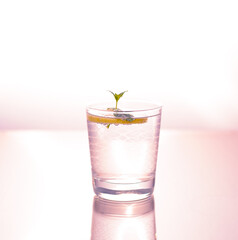 Glass of water with slice of lemon and mint - refreshing beverage