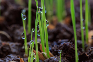 Close up,Dew drops on top of young rice plants that are germinating and growing.