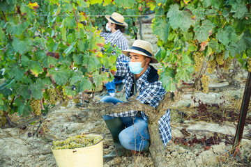 Naklejka na ściany i meble Young man in protective face mask picking ripe white grapes in vineyard in autumn day. Concept of new life reality and social distancing in coronavirus pandemic
