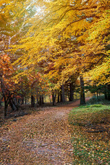 Autumn season with yellow gikko leaf in nikko japan