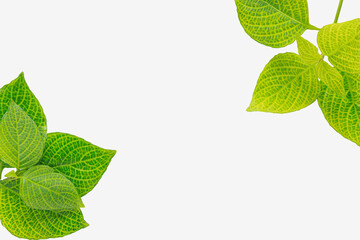 Green  leaves  isolated on a white background With copy space