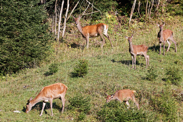 Biches pendant le brame