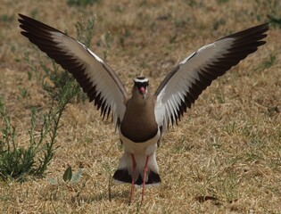Lapwing defensive posture