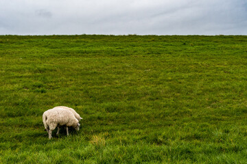 Fototapeta premium Rasenmäher