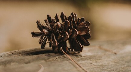 close up of cone