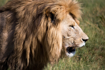 Male Lion head side profile