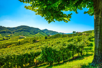Fototapeta na wymiar Prosecco Hills vineyards. Unesco Site. Guia, Valdobbiadene, Veneto, Italy