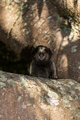 Sagui de tufo preto - filhote