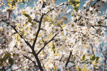 Beautiful spring blossoming plum tree