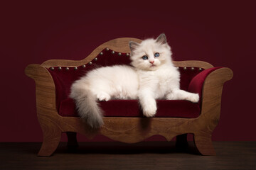 Cute ragdoll kitten lying down on a luxurious maroon sofa on red maroon background in a classic look