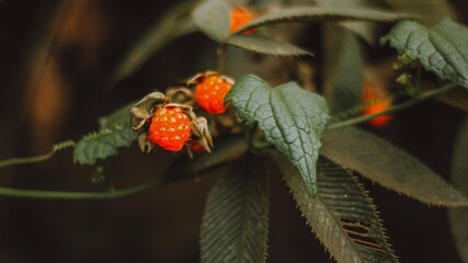 ladybird on a leaf