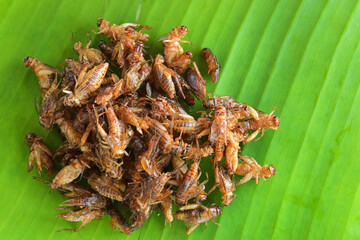 Fried crickets on banana background.This local popular in Thai food.