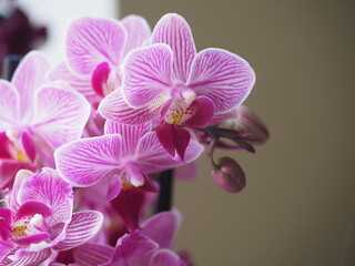 Naklejka na ściany i meble Beautiful purple Phalaenopsis orchid blossom, flower closeup. Potted plants at home.
