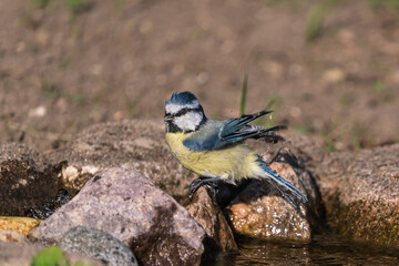 Blue tit bird standing on a rock next to a small pond or stream shaking its wings after bathing