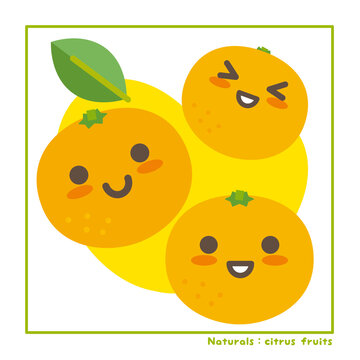 なちゅらるズ　柑橘系果実で収穫のご案内