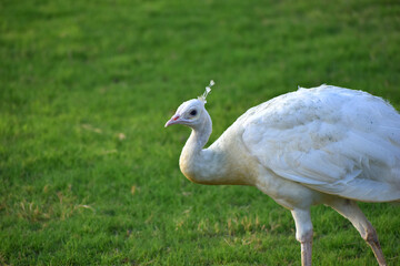Close up image of beautiful white peacock