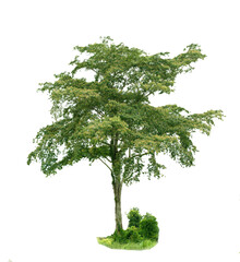 Fototapeta premium Isolated tree on white background