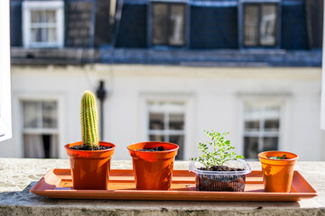 Photo of a balcony with some pots and plants during a sunny day. Urban garden