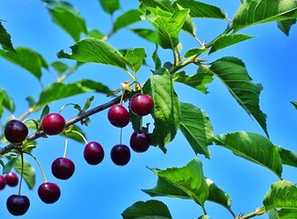 cherries on a branch