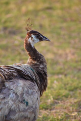 Close up image of beautiful peacock