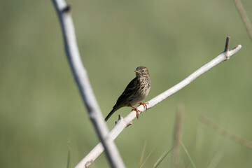 Meadow Pipit on the Island of Rottumeroog.