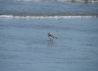 Sanderling searching for food to the rhythm of the waves.
