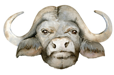 Watercolor illustration of black African Buffalo head. Year of the Ox 2021. Black bull with curved horns.