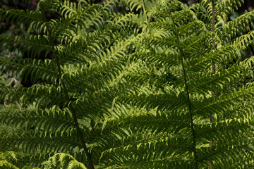 Background of natural green fern texture