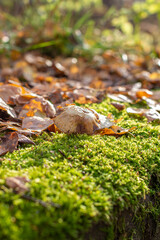 Yellow autumn birch leaves and mushroom on green moss in the forest.