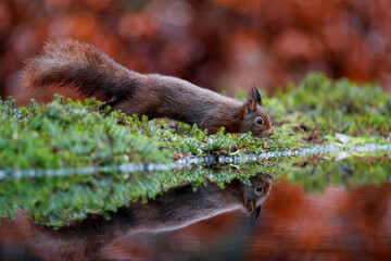 Eurasian red squirrel (Sciurus vulgaris)  searching for food in the forest of Noord Brabant in the Netherlands.
