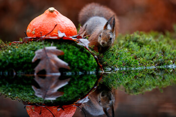 Eurasian red squirrel (Sciurus vulgaris)  searching for food in the forest of Noord Brabant in the Netherlands.