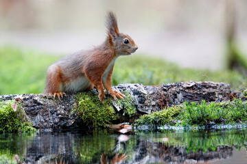 Eurasian red squirrel (Sciurus vulgaris)  searching for food in the forest of Noord Brabant in the Netherlands.