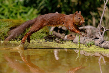 Eurasian red squirrel (Sciurus vulgaris)  searching for food in the forest of Noord Brabant in the Netherlands.