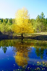 Fototapeta na wymiar Autumnal Park. Autumn Trees and Leaves. Fall. Golden green orange leaves. Golden birch is reflected in the blue forest lake