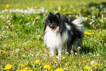 Fototapeta na wymiar cute pomeranian dog on the flowering field