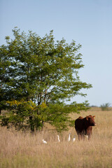 Angus en el campo argentino