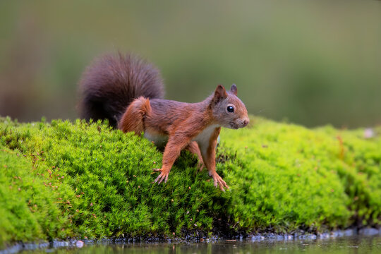 Fototapeta Eurasian red squirrel (Sciurus vulgaris)  searching for food in the forest of Noord Brabant in the Netherlands.