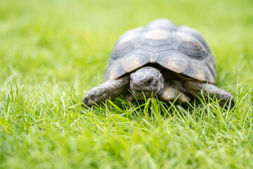 Turtle Testudo Marginata european landturtle walking on green grass closeup wildlife