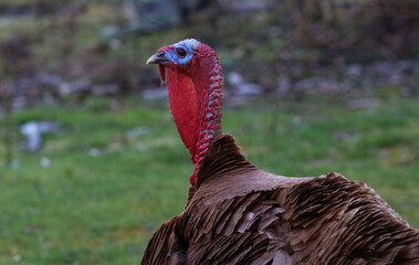 Turkey portrait highlights colorful skin wattles in natural, colorful, seasonal Thanksgiving Day portrait.