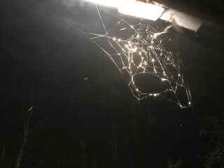 spider web in the forest