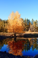 Autumnal Park. Autumn Trees and Leaves. Fall. Golden green orange leaves. Golden birch is reflected in the blue forest lake