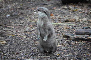 asian short clawed otter