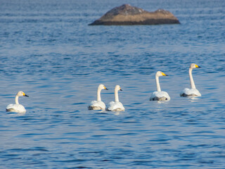 A flock of wild swans on the great northern lake