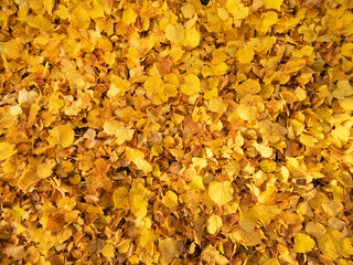 Texture of yellow fallen autumn leaves on the lawn