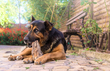 Playful Large German Shepherd Dog