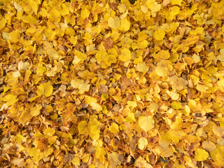 Texture of yellow fallen autumn leaves on the lawn