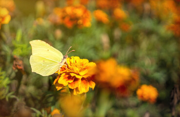 Yellow blooming summer marigold flowers	